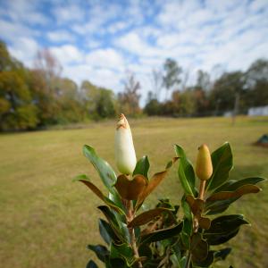 A white bud of a magnolia tree points to the blue sky.