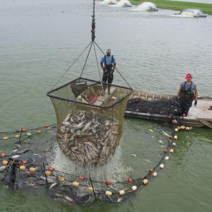 A catfish net rises in the foreground with 2 men standing on a boat in back.