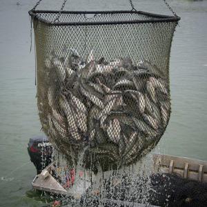 A dripping net filled with catfish.