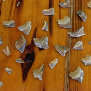 Fossilized teeth arranged on a wooden background.