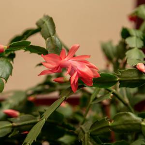 Close up of a Christmas cactus with red blooms.