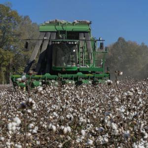 A combine harvesting a cotton field.