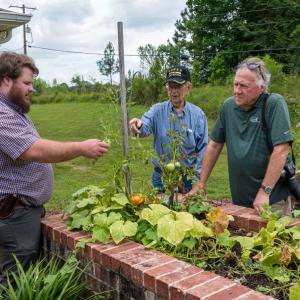 Three men examining a vine.