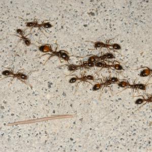 Fire ant workers establishing a trail to a food source.