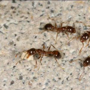 Four brown and black fire ants.