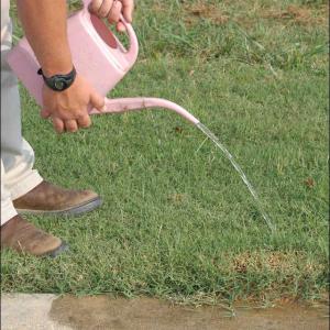 A man pours liquid from a pink watering can onto a fire ant mound.