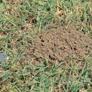 A fire ant mound that has just become visible above the grass.