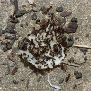 Over 50 fire ants cover a potato chip on the ground.