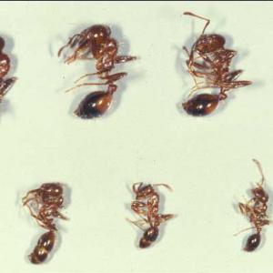 Seven different fire ant carcasses varying in size. 