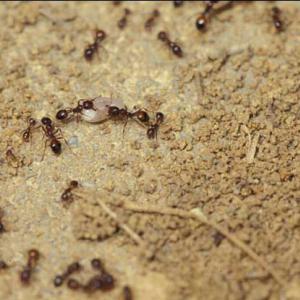 Several fire ants carrying a white object across dirt. 
