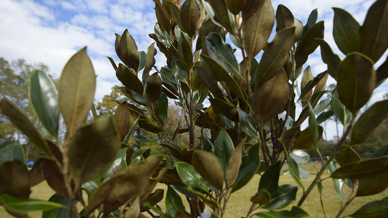 Close-up of small magnolia tree with glossy green leaves. (Photo by Kevin Hudson)