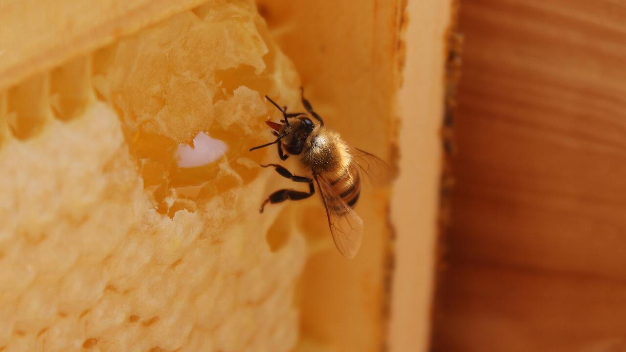 A worker bee sips honey from a piece of honeycomb in a frame.