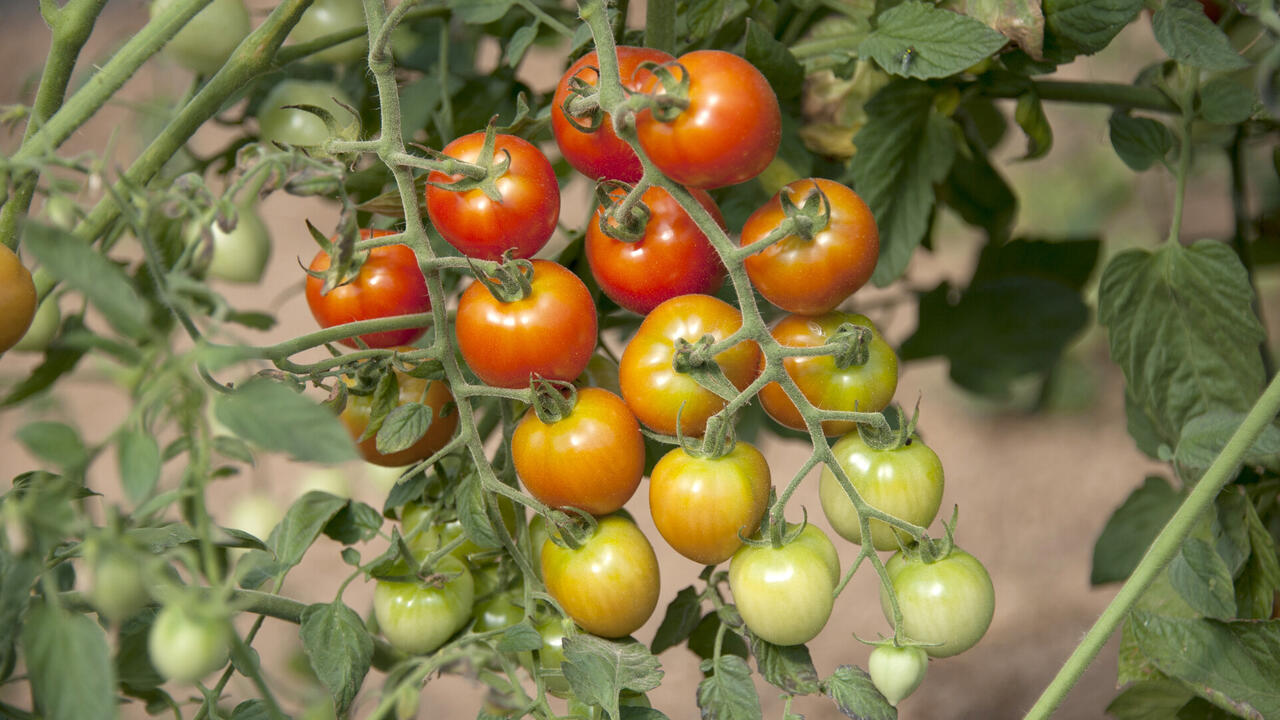 Tomatoes on a vine.