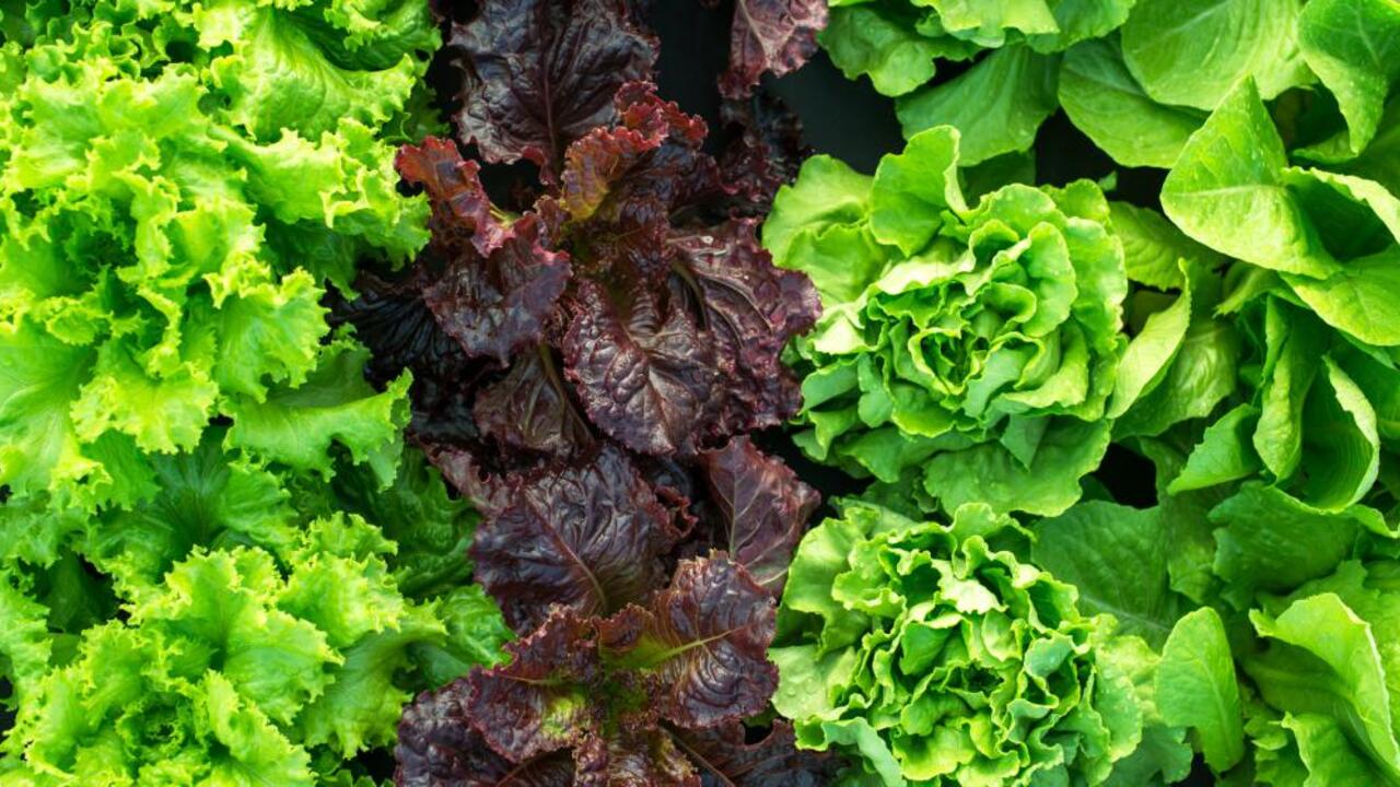 three rows of lettuce grow in a garden