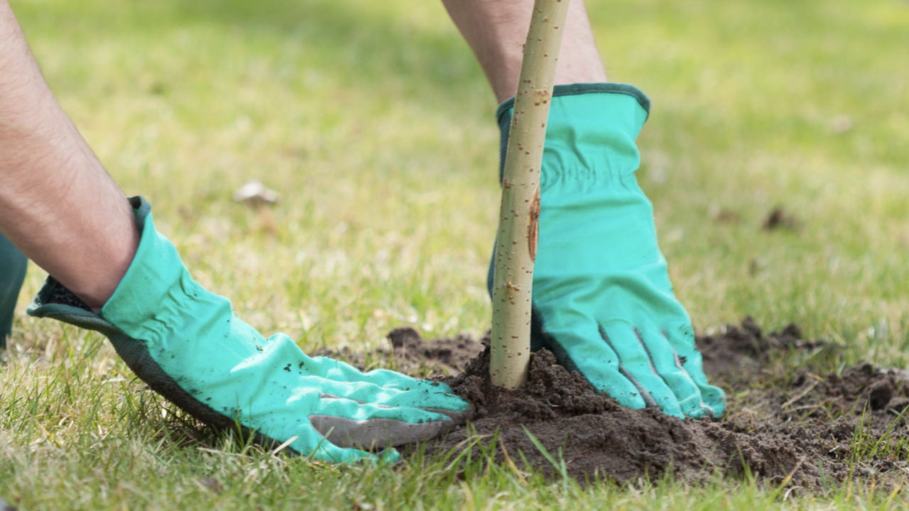 Person with teal gloves planting tree.
