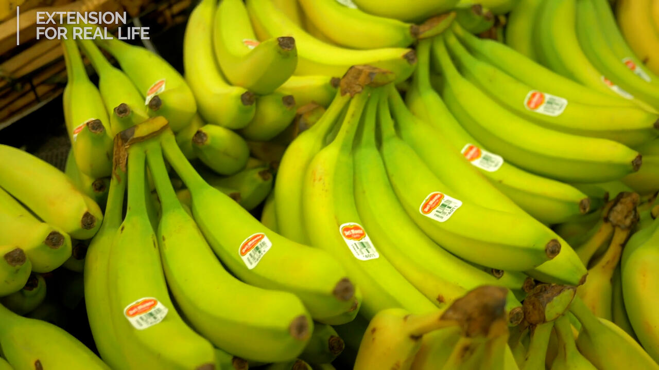 bunches of bananas