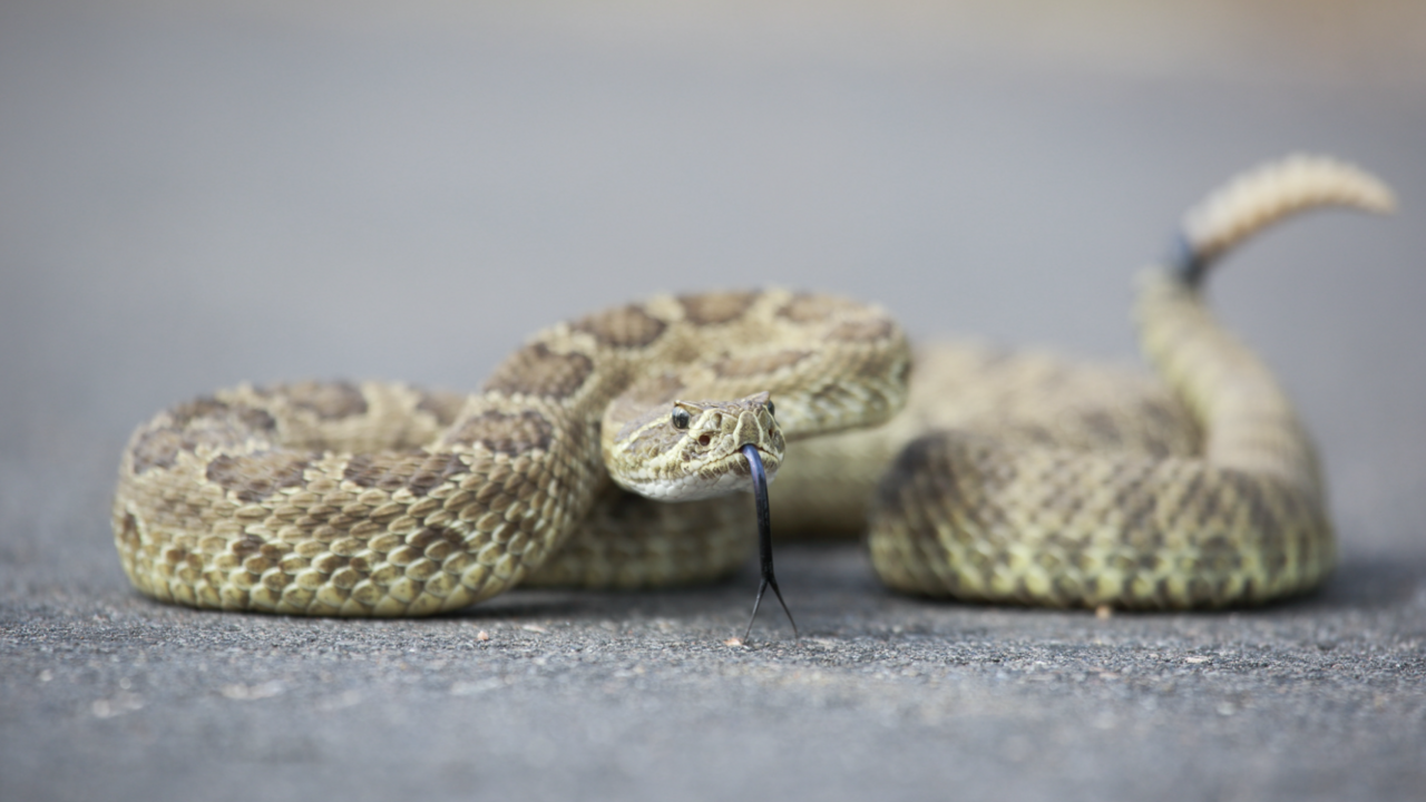 a snake