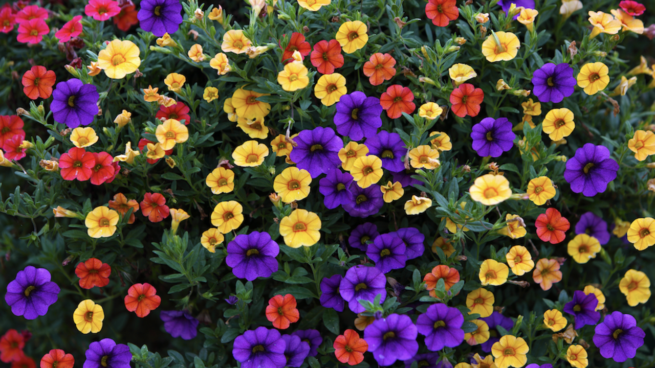 A group of purple, yellow, and red petunias.