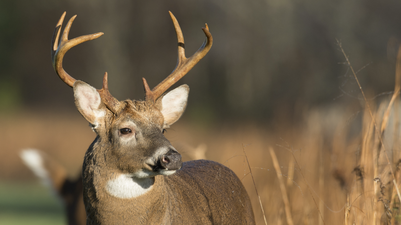 Buck.
