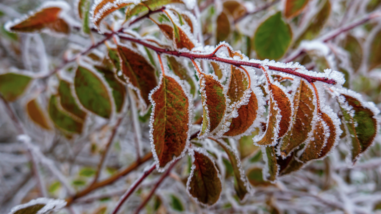 Frost on a plant.