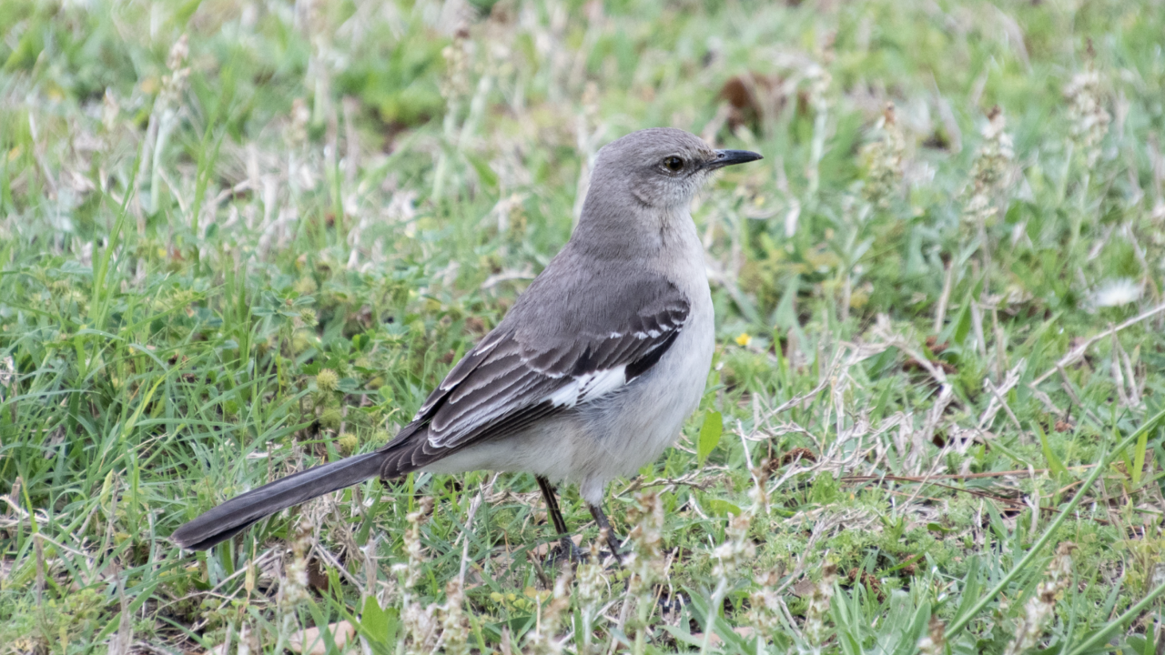 Northern mockingbird.