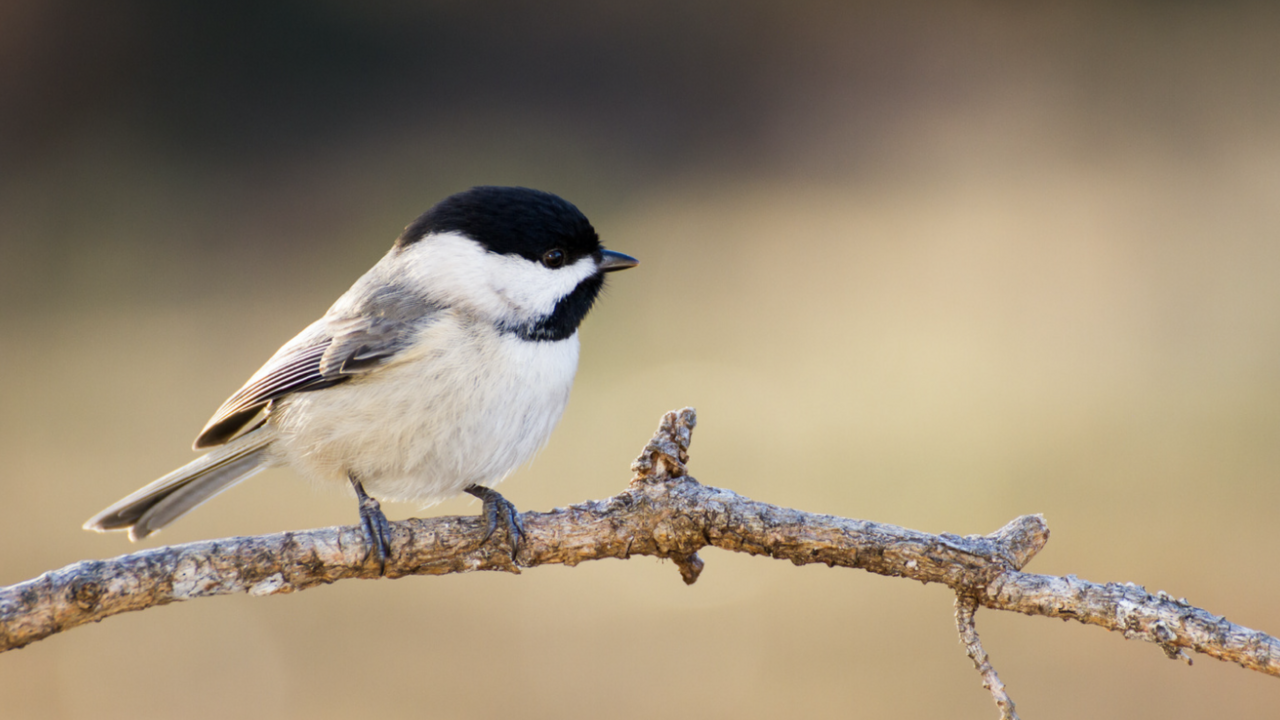 Carolina Chickadee.