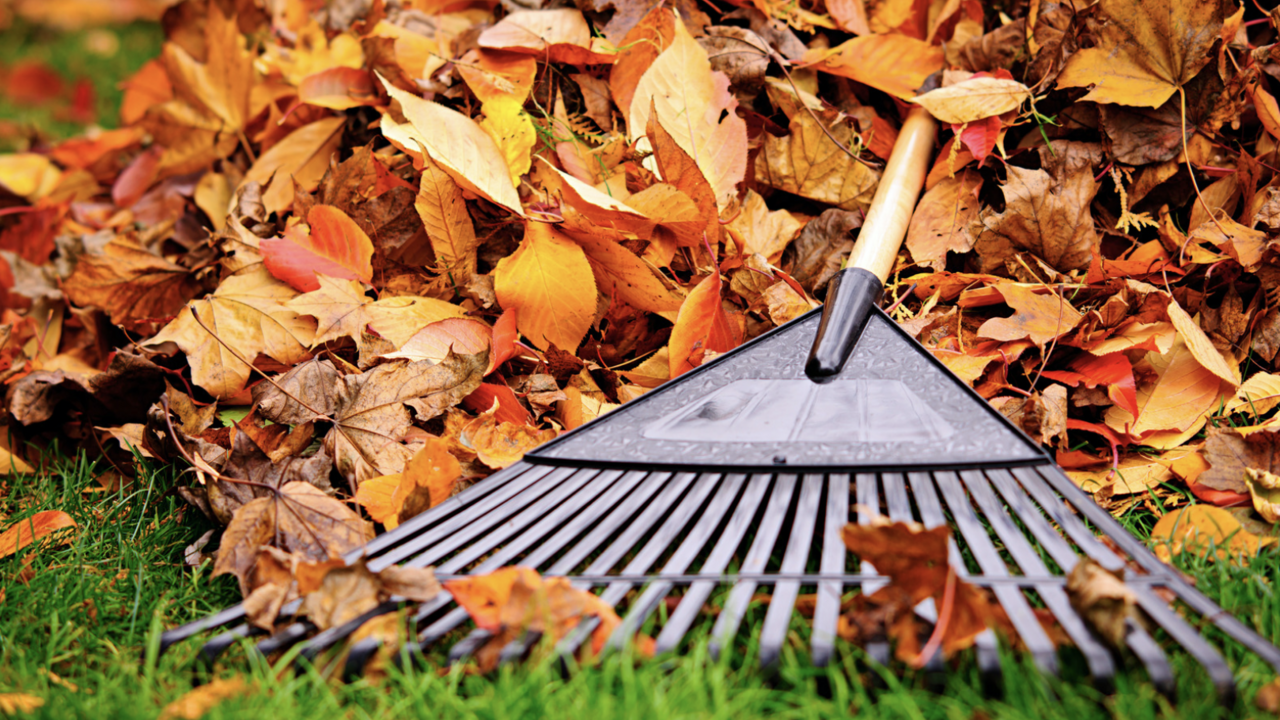 A rake in orange leaves.