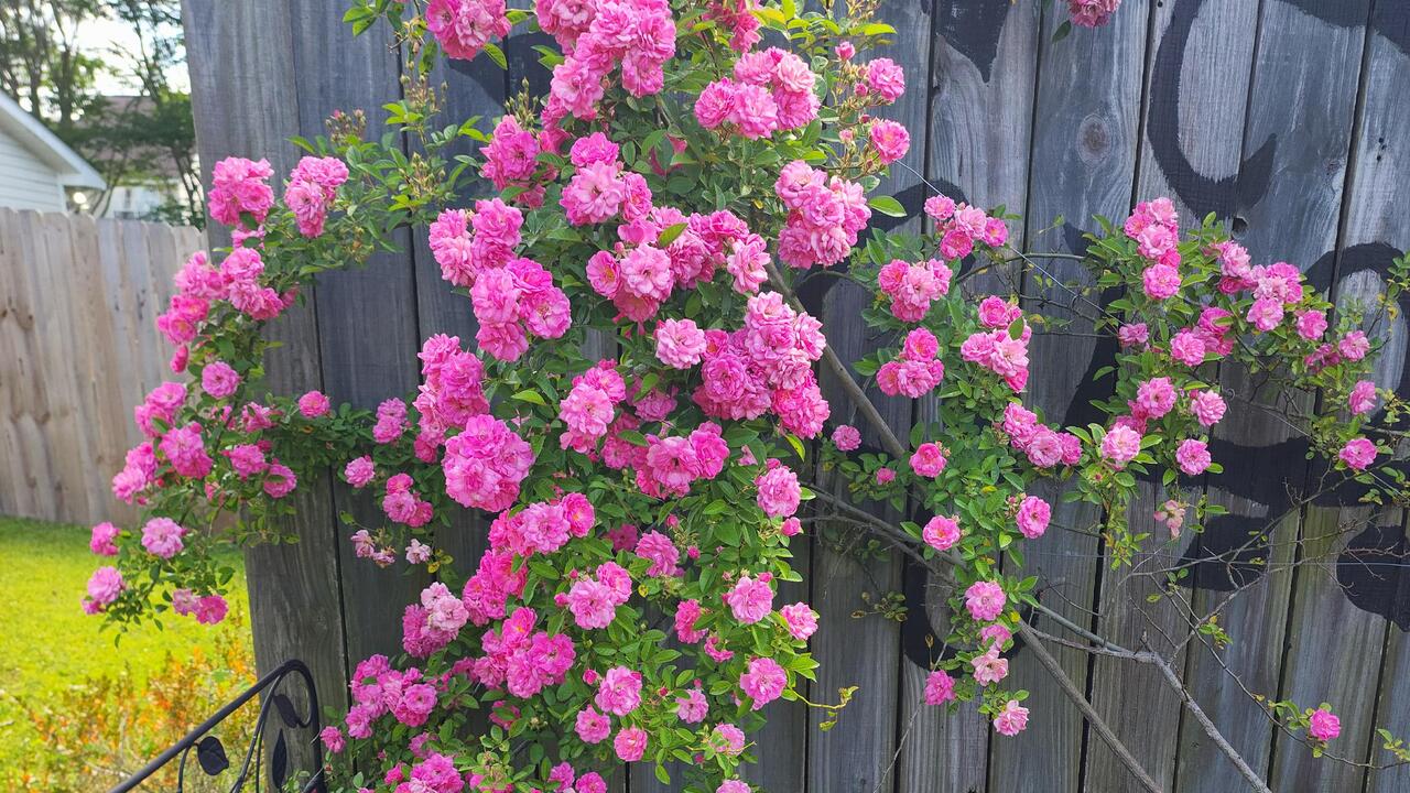 Pink roses