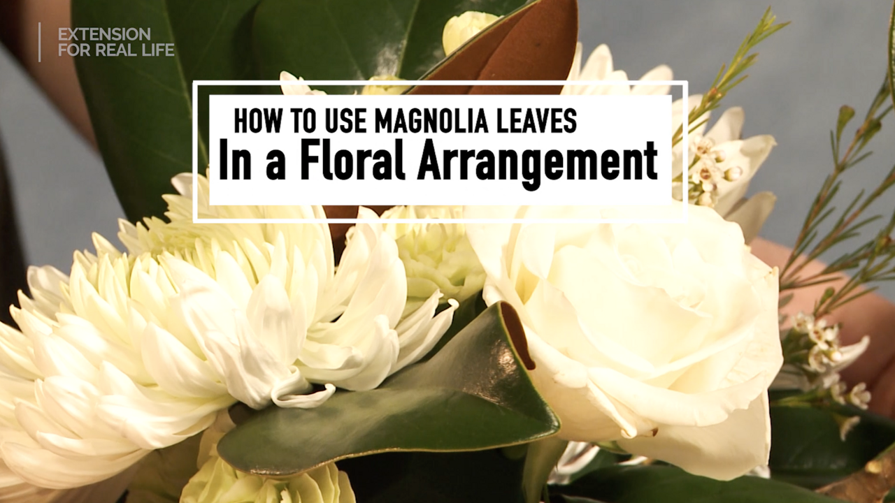 Magnolia leaves star in a small floral arrangement with white flowers.