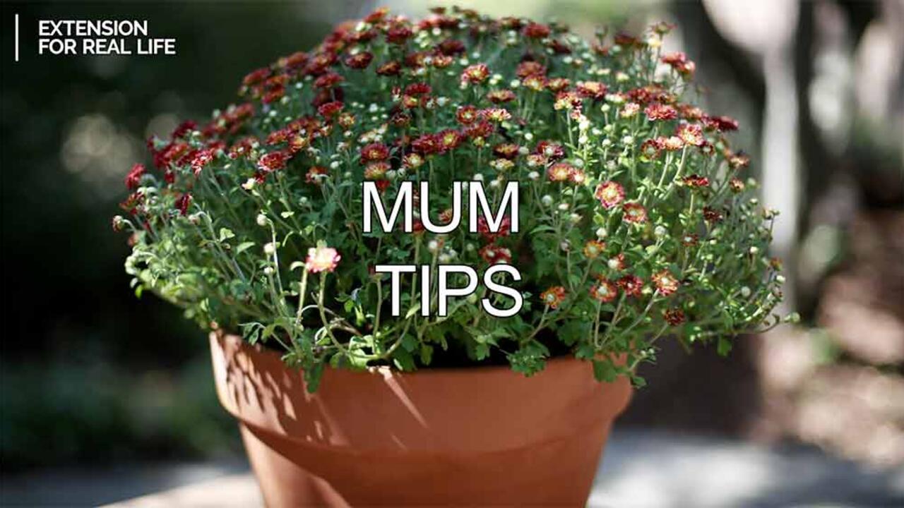 A mum with maroon budding flowers in a clay pot.