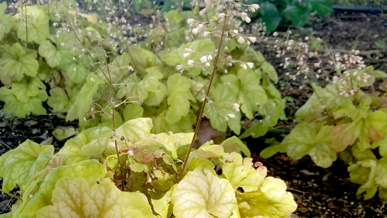 A plant with light green leaves and white flowers on tall stems grows in the shade under a tree.