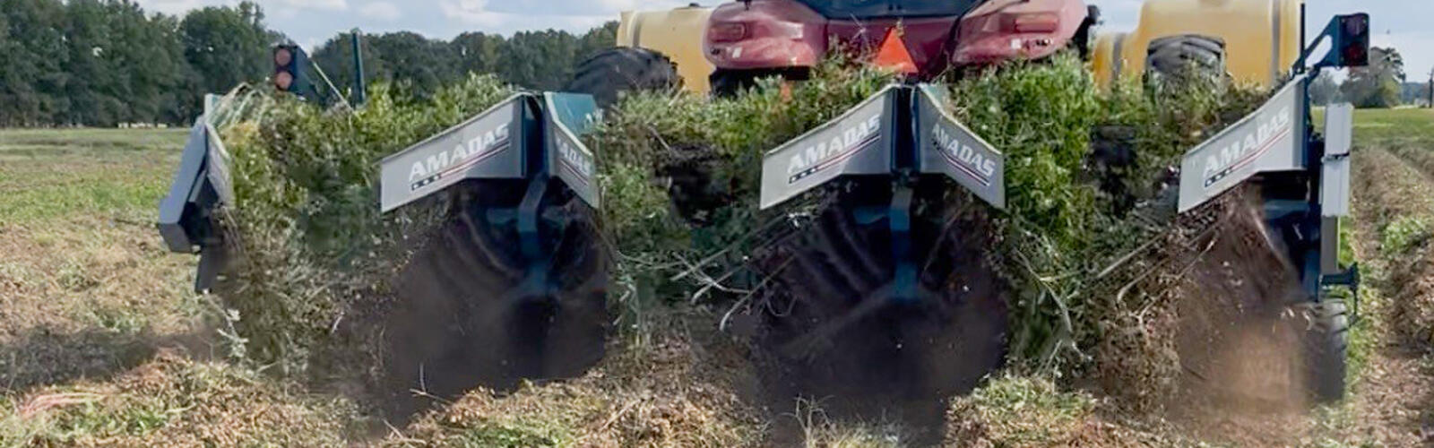 A tractor harvests peanuts from a field.