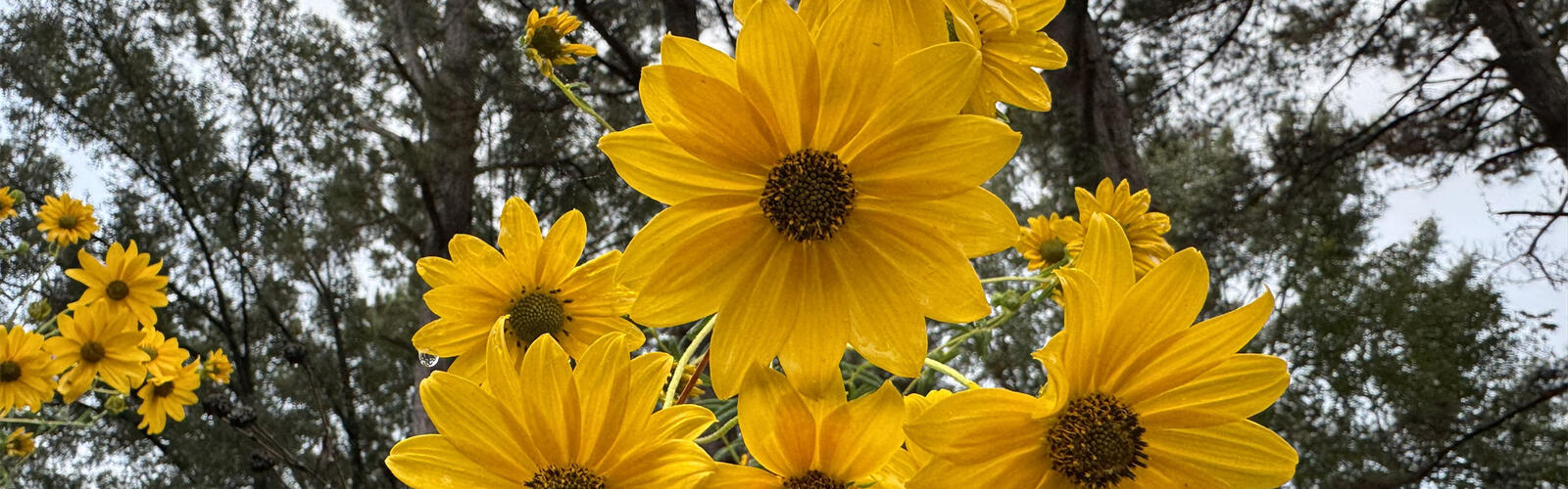 A cluster of yellow flowers have dark centers.