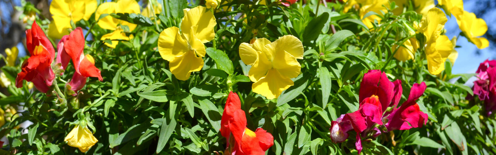 Yellow pansies and red snapdragons grow in a basket.