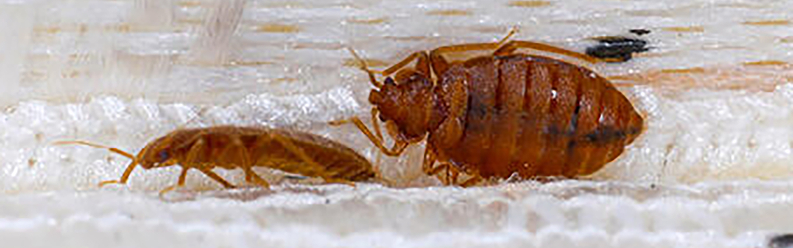 Bed bugs on a mattress