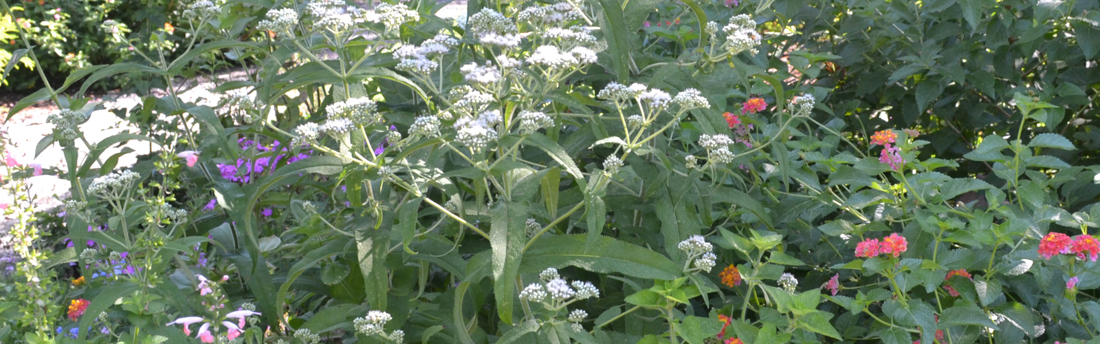 White flowers are mixed in with others on tall stems in this garden.