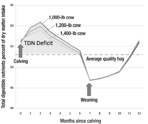 Line graph showing total digestible nutrient intake for 1,000-, 1,200-, and 1,400-lb cows over 12 months since calving. Intake peaks around 2 months, dips after weaning, and is compared to average quality hay. TDN deficit is shaded.