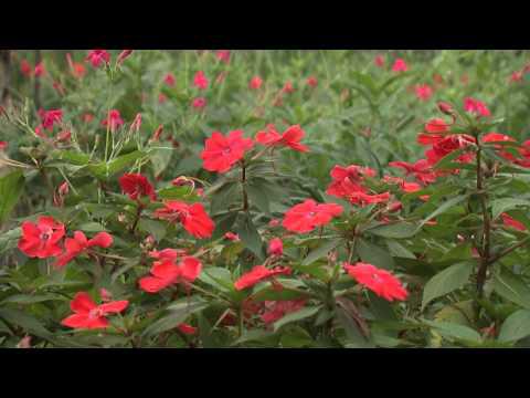 Late Red Flowers, Southern Gardening TV - December 19, 2012