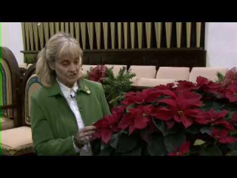 Selecting and Caring for Poinsettias- MSU Extension Service