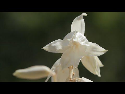 Yucca Plant