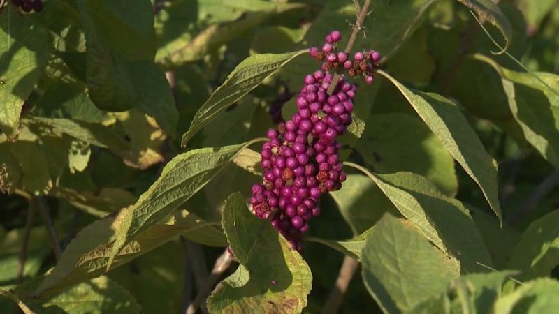 American Beautyberry, August 2023