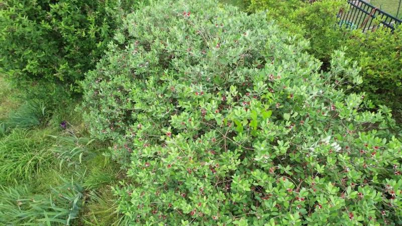 Pineapple Guava, June 2025