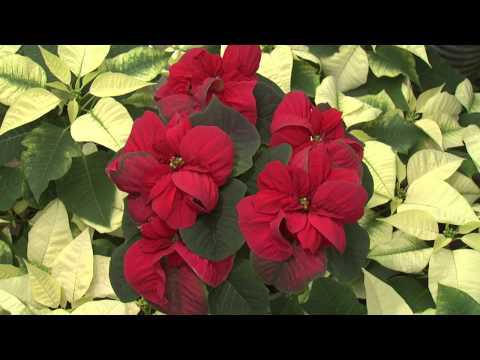 Colorful Poinsettias, Southern Gardening TV - December 5, 2012