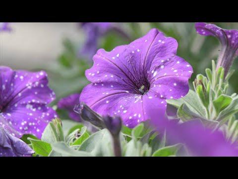 Fancy Petunias