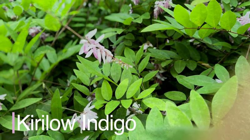Deciduous Flowering Plants, June 2025