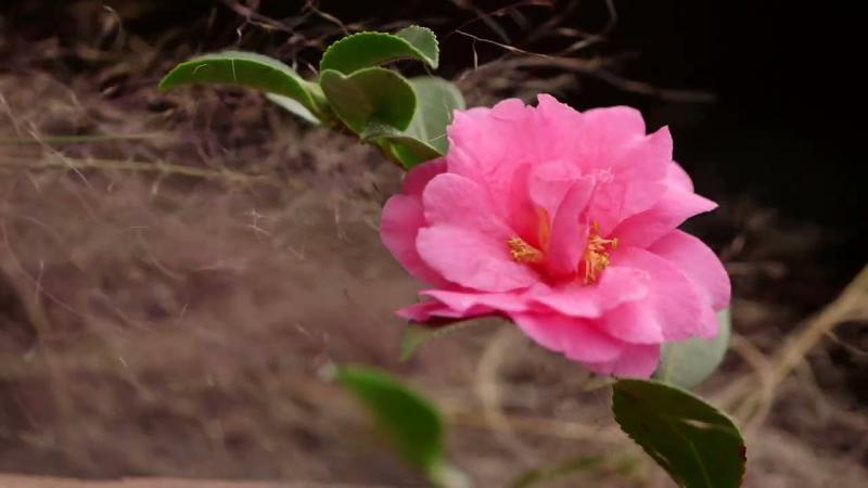 Camellia Sasanqua, December 2024