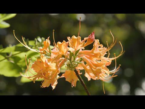 Native Flowering Shrubs