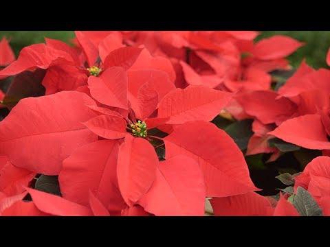 Christmas Poinsettias