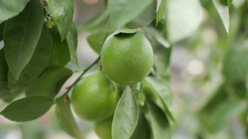 Growing Citrus, March 2025