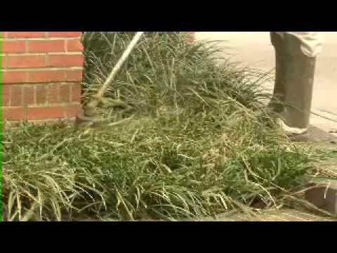 Cutting Back Evergreen Groundcovers - MSU Extension Service